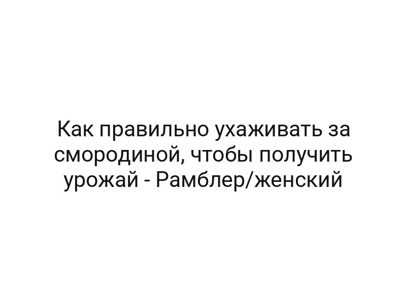 Как правильно ухаживать за смородиной, чтобы получить урожай — Рамблер/женский